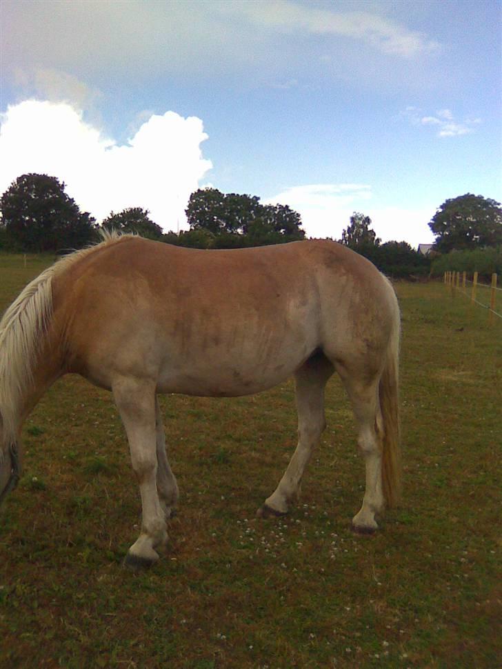 Haflinger hella - hella er våd billede 20
