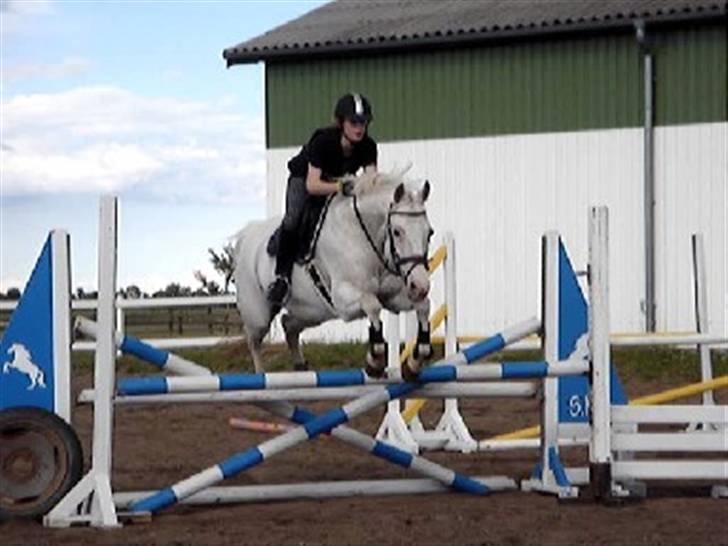 Knabstrupper Wickie - #12 Springtræning på min fødselsdag xD billede 12