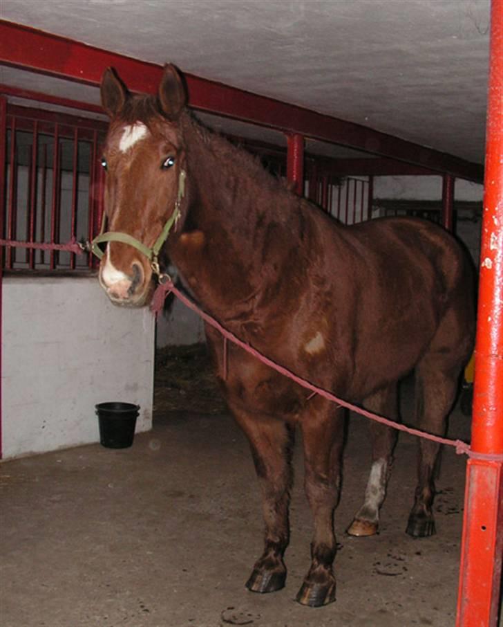 Oldenborg Ensock af Dybendal - Sokke da han lige var kommet. han ser lidt pjusket ud i pelsen, da han var vant til at gå i løsdrift, og selvom han gik med et kæmpe dækken, så havde en god tyk pels :D billede 6