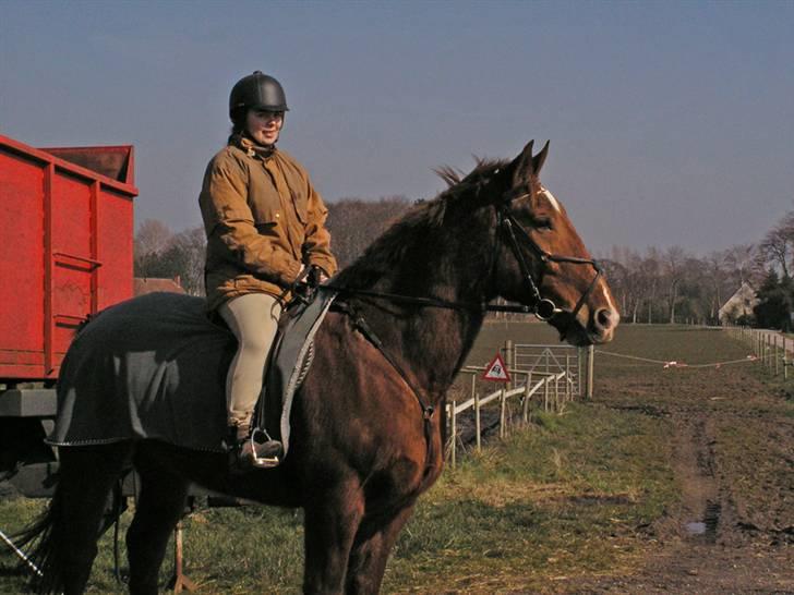 Oldenborg Ensock af Dybendal - Endnu et billede hvor jeg sidder på Sokke. Har lige vel meget fat i munden på ham, men han kunne bare ikke forstå hvorfor han skulle stå der og glo, så han ville hele tiden gå og bremsen er ikke indstillet helt korrekt endnu, hihi billede 7