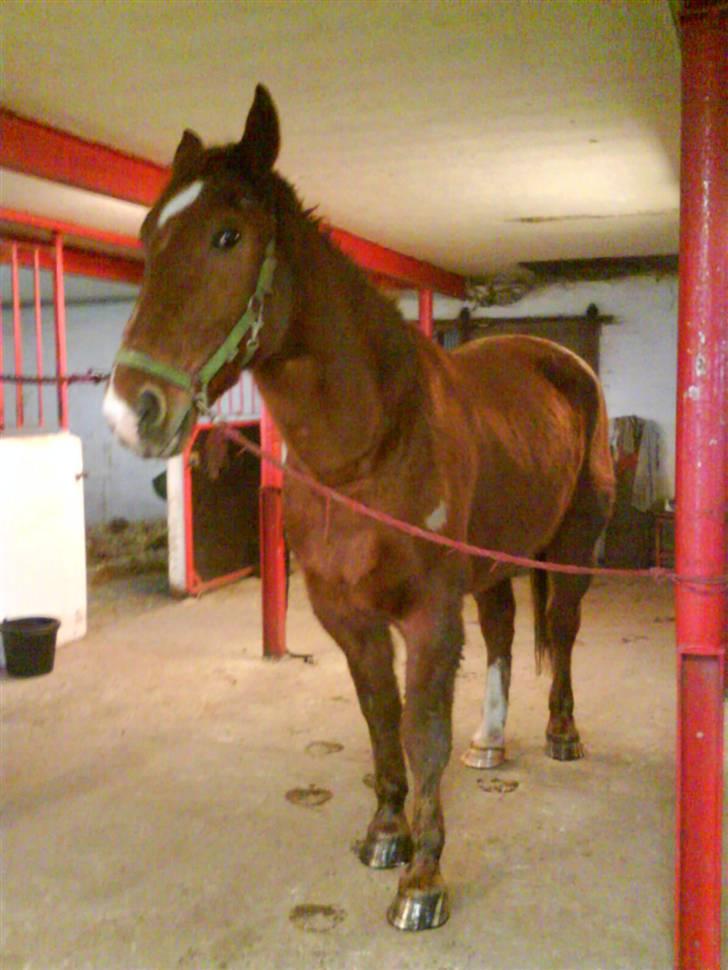 Oldenborg Ensock af Dybendal - Sokke en måned efter han kom herned. Man kan se at hans pels har været glad for at han kunne undvære dækkenet om natten, synes I ikke? billede 8