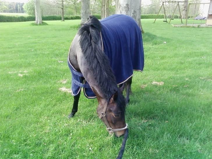 New Forest SOLGT :'( Tanholt Limara - Lige blevet spulet:-) billede 2