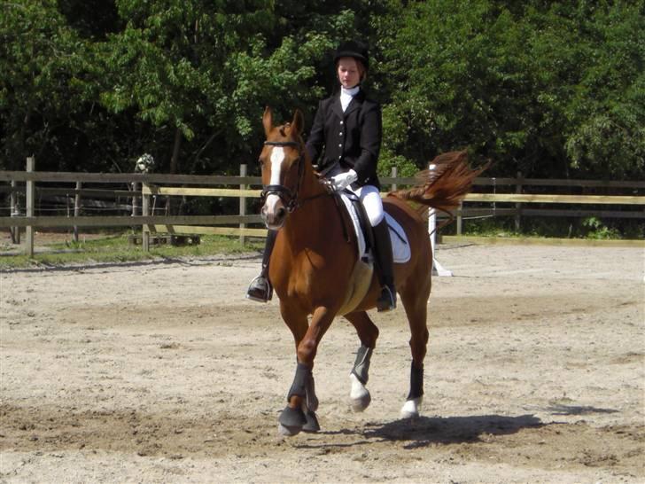 Frederiksborg Stella *RIP* :'( - Stævne 7 juni lc1. hendes allerførste stævne i henes liv, og vi vandt en første plads :) billede 8