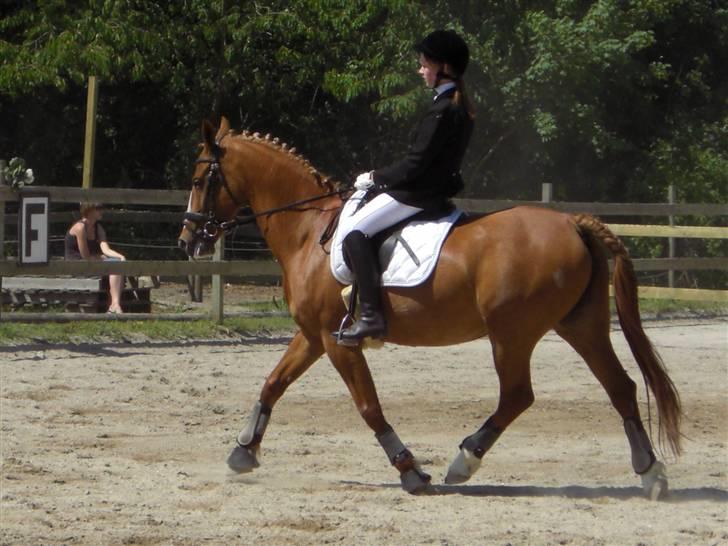 Frederiksborg Stella *RIP* :'( - Stævne 7 juni lc1. hendes allerførste stævne i henes liv, og vi vandt en første plads :) billede 9