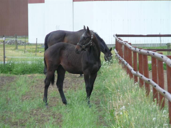 Hannoveraner Wolkenwaltz billede 1