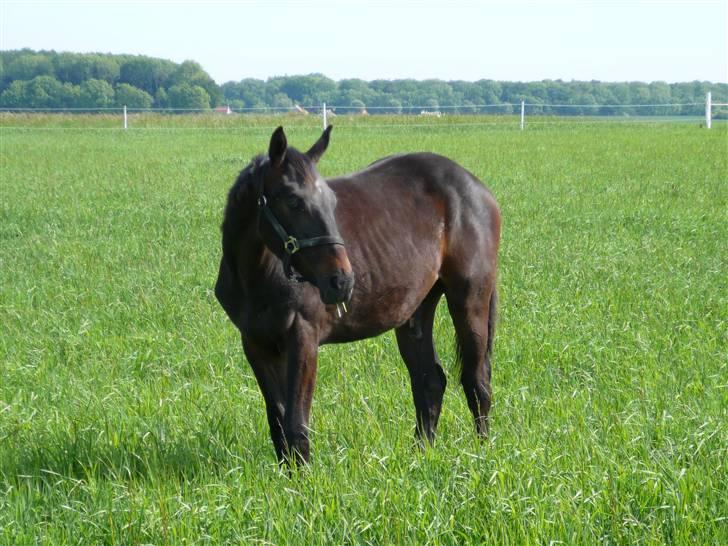 Hannoveraner Wolkenwaltz billede 2