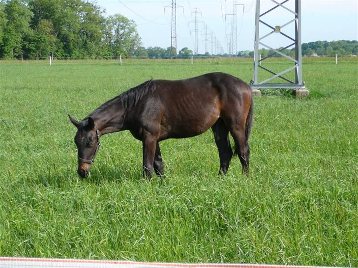 Hannoveraner Wolkenwaltz billede 3