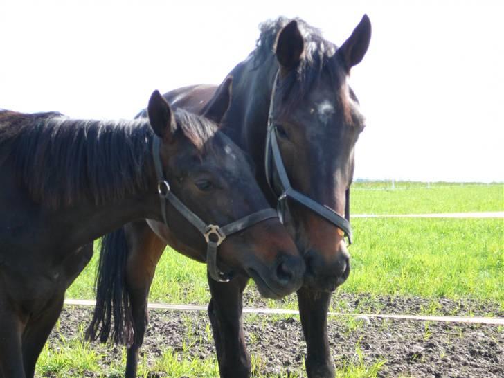 Hannoveraner Wolkenwaltz billede 4