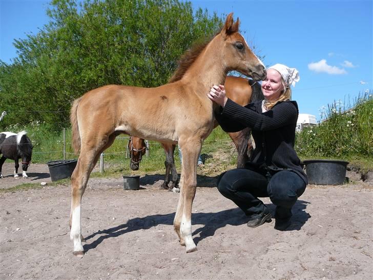 Dansk Varmblod Saxo Special - smil til fotografen billede 13