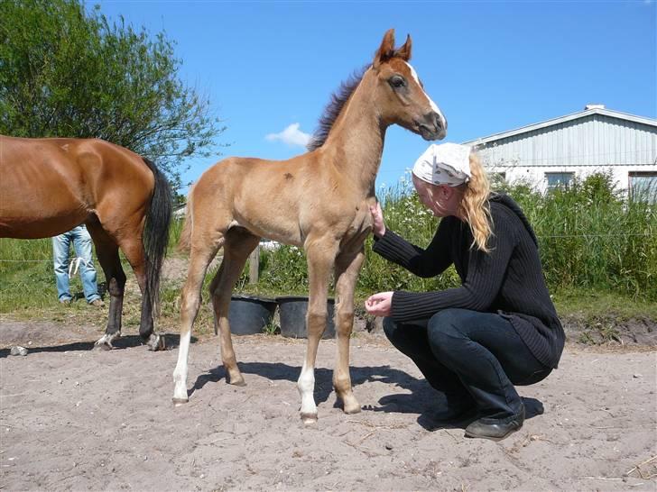 Dansk Varmblod Saxo Special - saxo smil nu.. billede 15