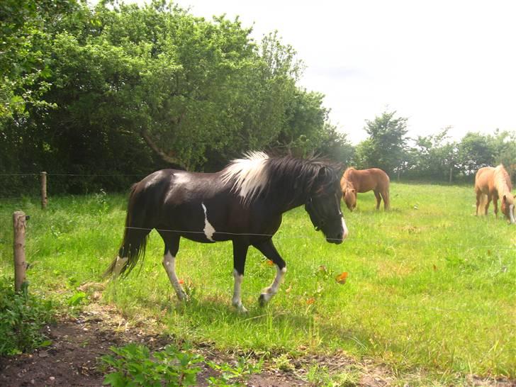 Islænder Katla *tidl. tilridning* - #1 Lille Katla billede 1