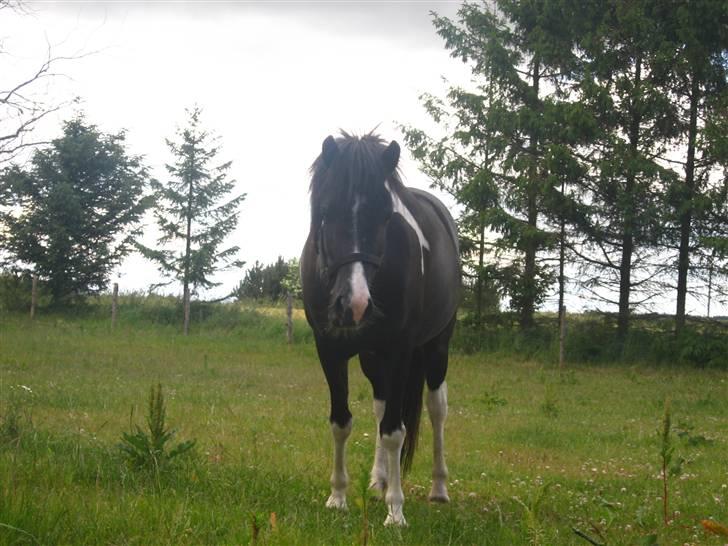 Islænder Katla *tidl. tilridning* - #2 (: billede 2