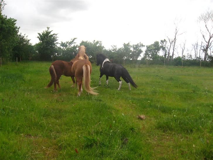 Islænder Katla *tidl. tilridning* - #3 Hov så blev de vilde :) billede 3