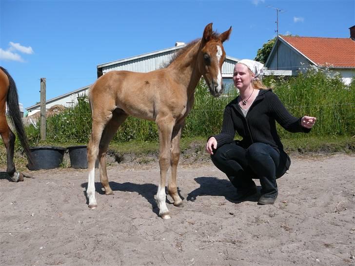 Dansk Varmblod Saxo Special - hvis du ikke vil smile, saa kig her over.. billede 14