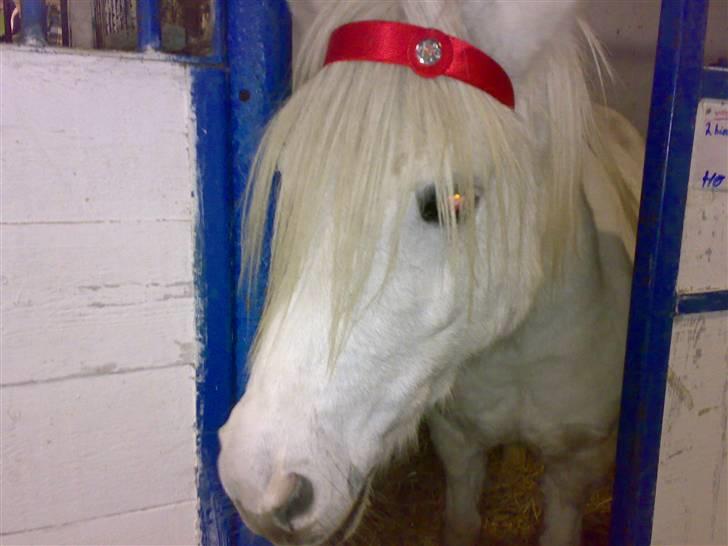 Anden særlig race Snehvide - snehvide med min hårbøjle billede 12