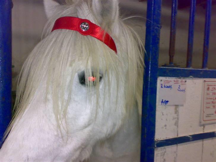 Anden særlig race Snehvide - snehvide igen med min hårbøjle billede 13