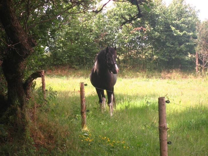 Islænder Katla *tidl. tilridning* - #4 Hygge? (: billede 4