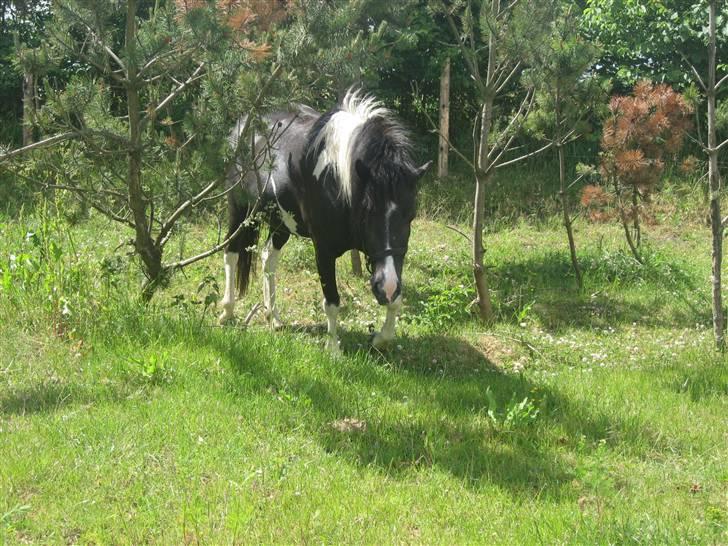 Islænder Katla *tidl. tilridning* - #5 Hehe (: billede 5