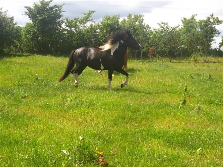 Islænder Katla *tidl. tilridning* - #6 Trav (: billede 6