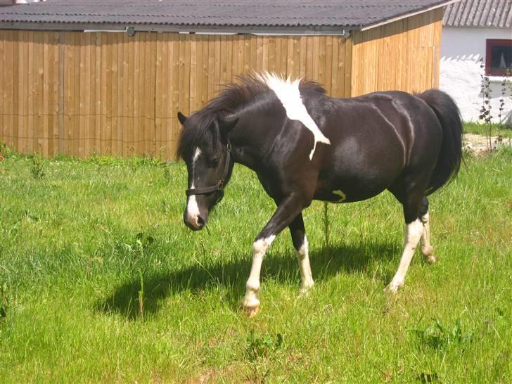 Islænder Katla *tidl. tilridning* - #7 (: billede 7