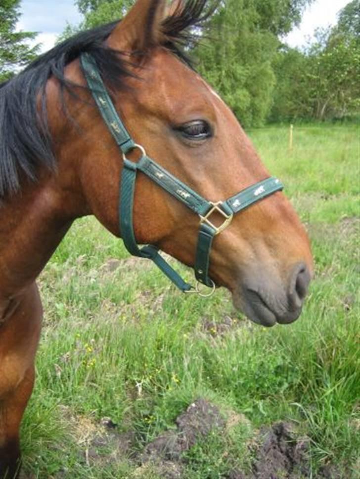 Anden særlig race Nickey *SOLG* - Nickey. Taget af Catharina billede 1
