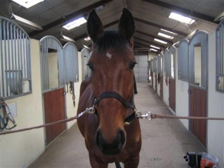 Anden særlig race Nickey *SOLG* - Nickey. Taget af Catharina billede 2