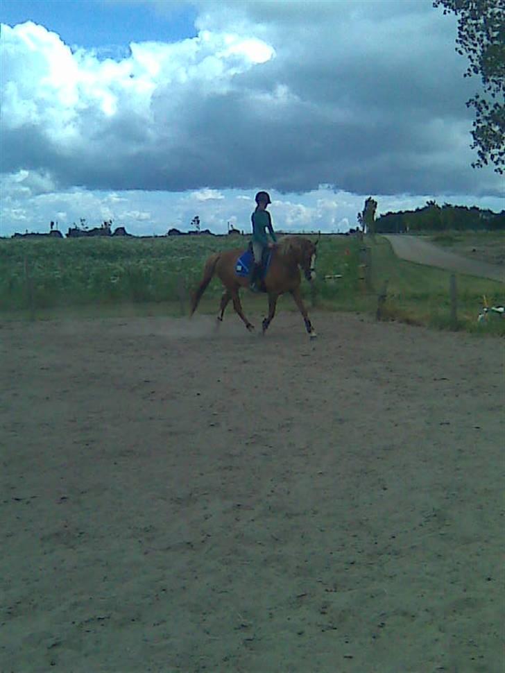 Palomino Malou Seagal billede 3