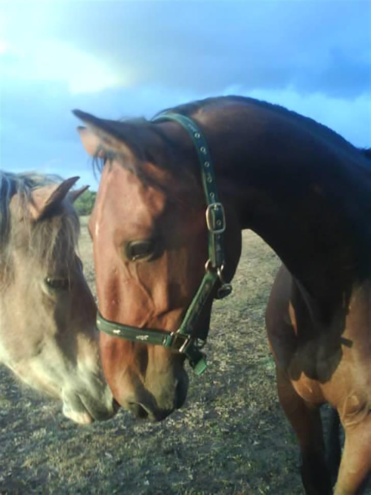 Anden særlig race Nickey *SOLG* - Dufter lige til Mulle :P  billede 5