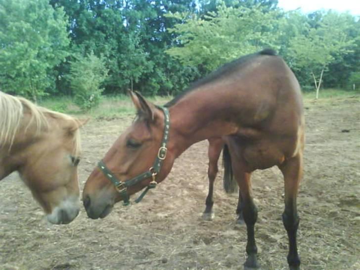 Anden særlig race Nickey *SOLG* - Uhh filur du lugter bekendt :P  billede 7