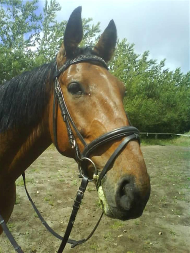 Anden særlig race Nickey *SOLG* - Bassen. Imens vi var ude og ride vores første tur sammen :P <3 billede 8