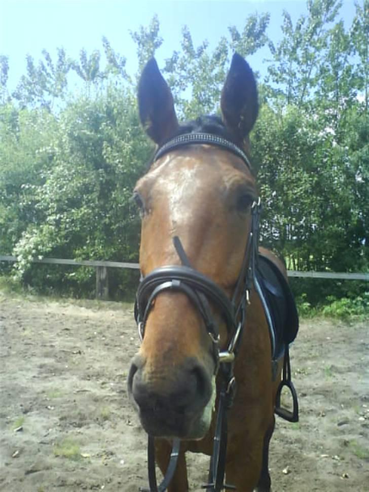 Anden særlig race Nickey *SOLG* - Nickey bassen igen :P  billede 9