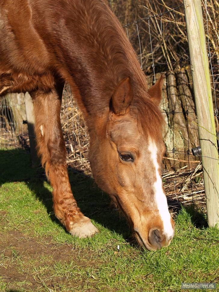 DSP Shirlind - R.I.P. billede 7