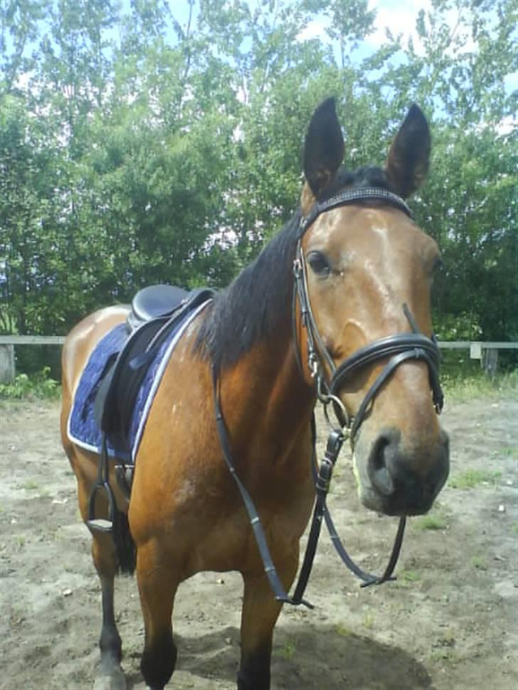 Anden særlig race Nickey *SOLG* - Imens vi var ude og ride :P billede 10