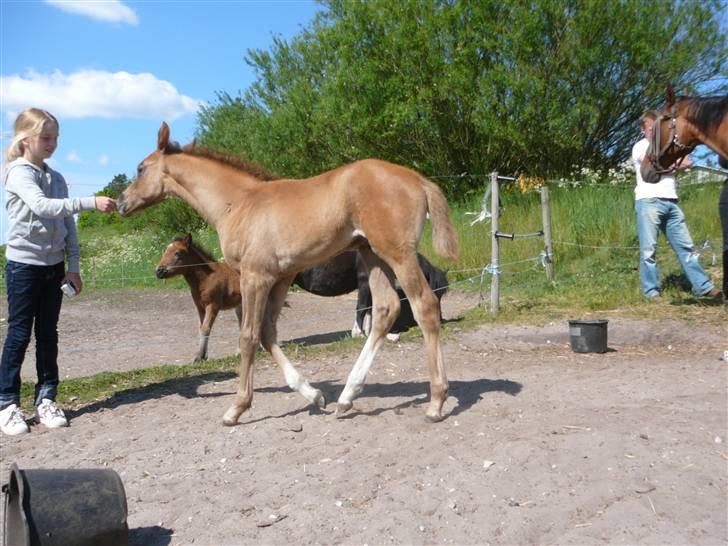 Dansk Varmblod Saxo Special - hmm.. hun lugter godt billede 16