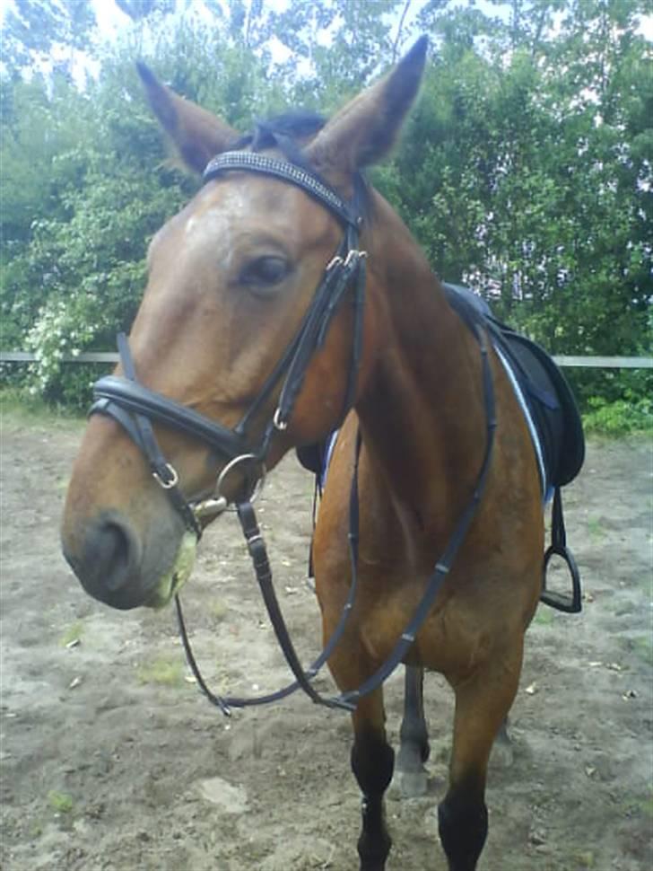 Anden særlig race Nickey *SOLG* - Igen billede 11