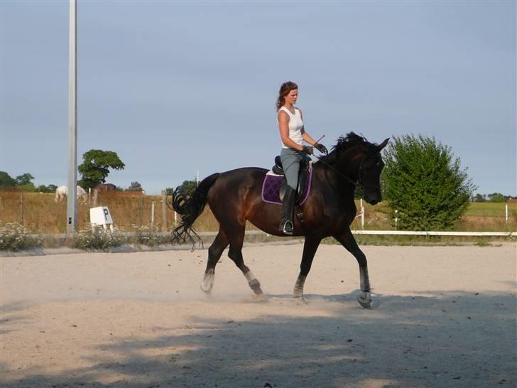 Dansk Varmblod Rosett billede 2