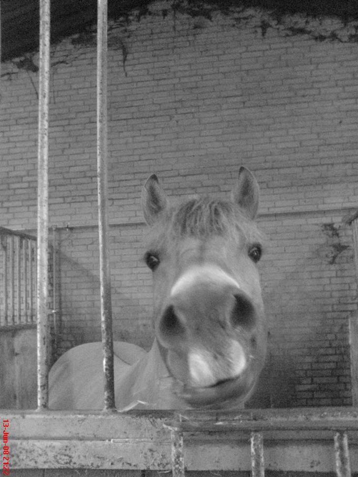 Fjordhest Snuggi billede 18