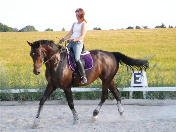 Dansk Varmblod Rosett billede 8