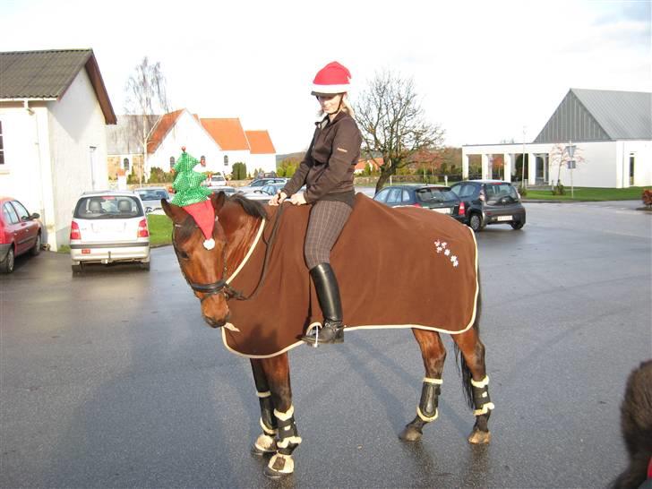 Hollandsk Varmblod      Umberto  - vi prøver ihærdigt at komme i julestemning :D billede 4