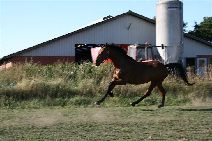 Hollandsk Varmblod      Umberto  - lækre hest<3 billede 5