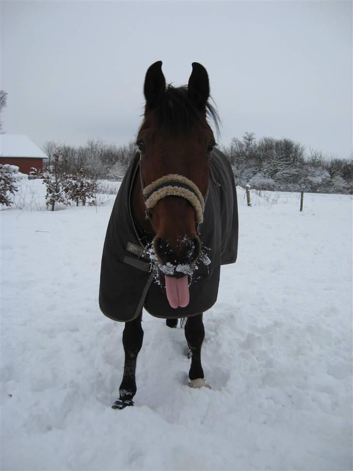 Hollandsk Varmblod      Umberto  - kæreste hest. bliver ikke det samme uden dig.. billede 6