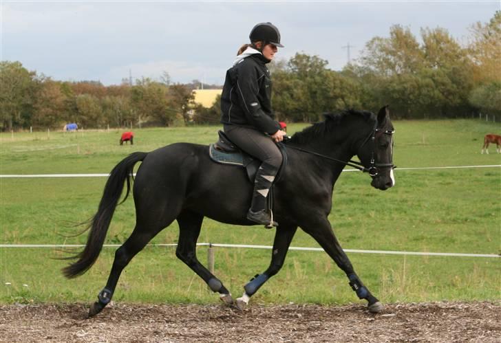 DSP Pandora - Pandora,nu ridevant, Pernille prøver hende lige, d.11.10.09 billede 20