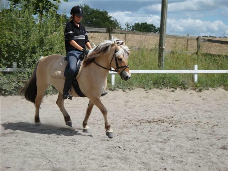 Fjordhest Jenka - *NYT* Træning. Foto: Mig billede 12
