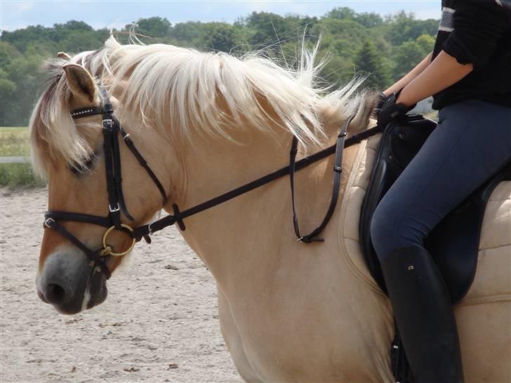 Fjordhest Jenka - Jenka musen. Foto: Mig billede 13