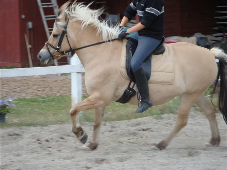 Fjordhest Jenka - Galop. Foto: Mig billede 14