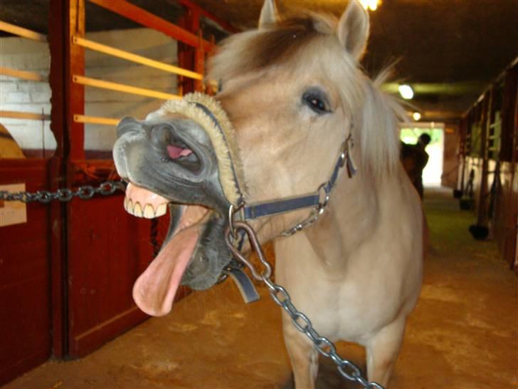Fjordhest Jenka - Gaaaaab !  Foto: Mig billede 15