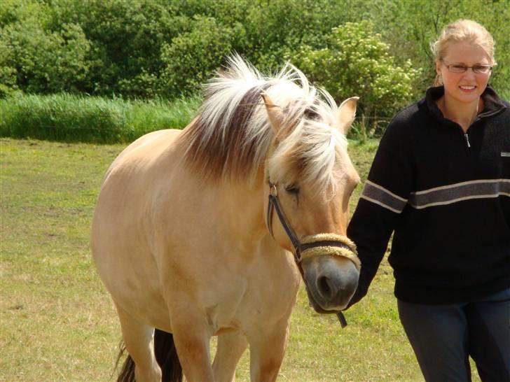 Fjordhest Jenka - Hentes fra folden af. Foto: Mig billede 16