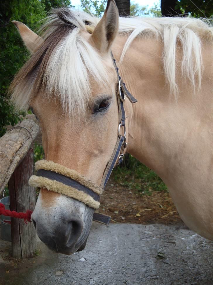 Fjordhest Jenka - Må jeg iik gå ind? Gider iik stå her.. :( Foto: Mig billede 17