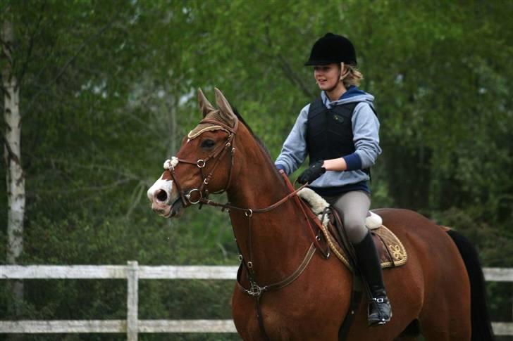 Hollandsk Varmblod Purple KWPN - Foto : Pernica foto - waaauw det er spændene det der :O :´) billede 5