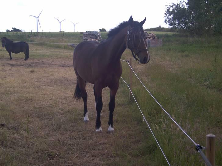 Hollandsk Varmblod Beauty Rose Solgt  billede 9